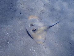 -飞鱼&摩娜潜水度假村