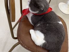 -共舞时光猫咖·狗咖(新街口店)