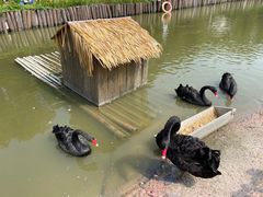 -苏州太湖西山岛开心农场