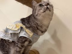 -共舞时光猫咖·狗咖(新街口店)