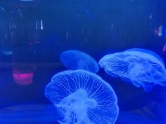 -长春中泰海洋世界