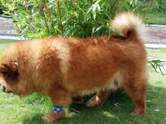 -伟伟宠物医院·CT影像中心·瑞派犬猫综合性门诊(汉口总院)