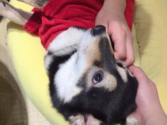 -逗柴咖啡屋·狗咖猫咖宠物桌游
