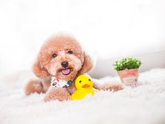 -帕帕拉兹宠物(亚洲旗舰店)