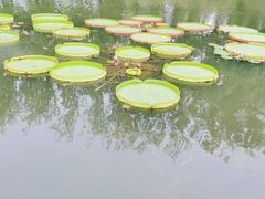 -微山湖红荷湿地景区
