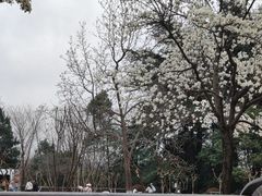 -鸡鸣汤包(红山动物园店)