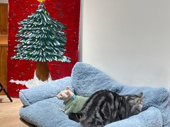 -有猫主题·治愈系猫咖(曾厝垵店)