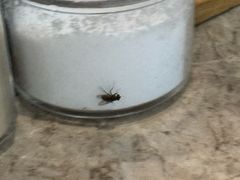 -淘米捞·米汤脆鲩鱼火锅(福田皇岗店)