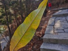 -九龙池景区