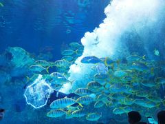 -芜湖新华联大白鲸海洋公园