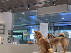 -柴务处·柴犬主题狗咖