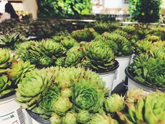 -鹿岛会员店 (龙湖三千集天街店)