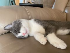 -东方名猫馆·英短金渐层布偶猫舍(环线广场1号楼店)