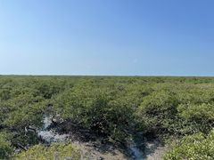 -北海金海湾红树林生态旅游区