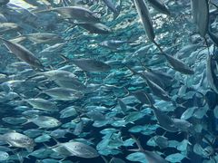 -上海海洋水族馆
