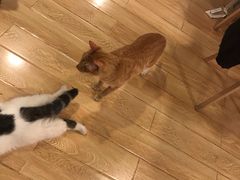 -Cappucimeow猫咪咖啡馆(韦伯时代店)