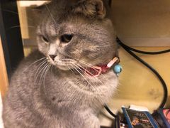 -猫色咖啡·猫咖