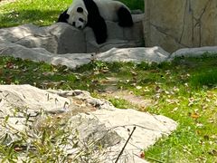 -上海野生动物园