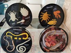 -菲尔斯特宠物医院