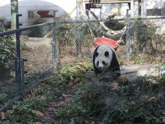-成都动物园