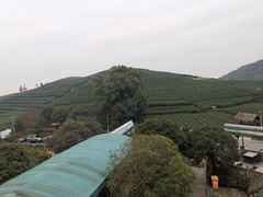 -听风阁农家私房菜茶楼(龙坞店)