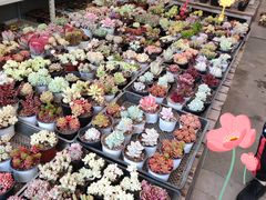 -金陵花卉交易市场