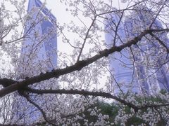 -陆家嘴中心绿地