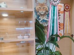 -猫十亿·布偶金渐层·曼基康矮脚猫舍(青年路店)