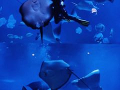 -烟台海昌鲸鲨海洋公园