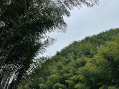 -木坑竹海