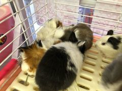 -钓仓鼠(洋桥北里小区店)