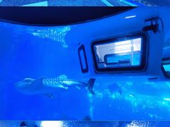 -成都浩海立方海洋公园