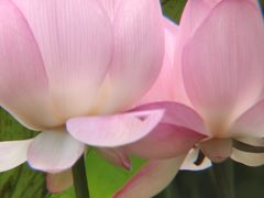 -荔湾湖公园