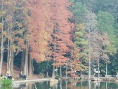 -深圳仙湖植物园