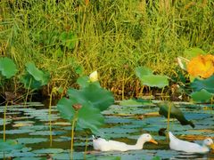 -木塔寺遗址生态公园