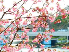 -新江湾城公园