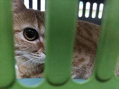 -瑞鹏宠物医院·夜间急症·心超·猫科(祖庙分店)