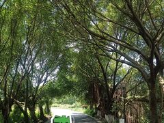 -张坝桂圆林公园