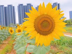 -光明小镇欢乐田园