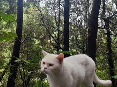 -四门塔风景区
