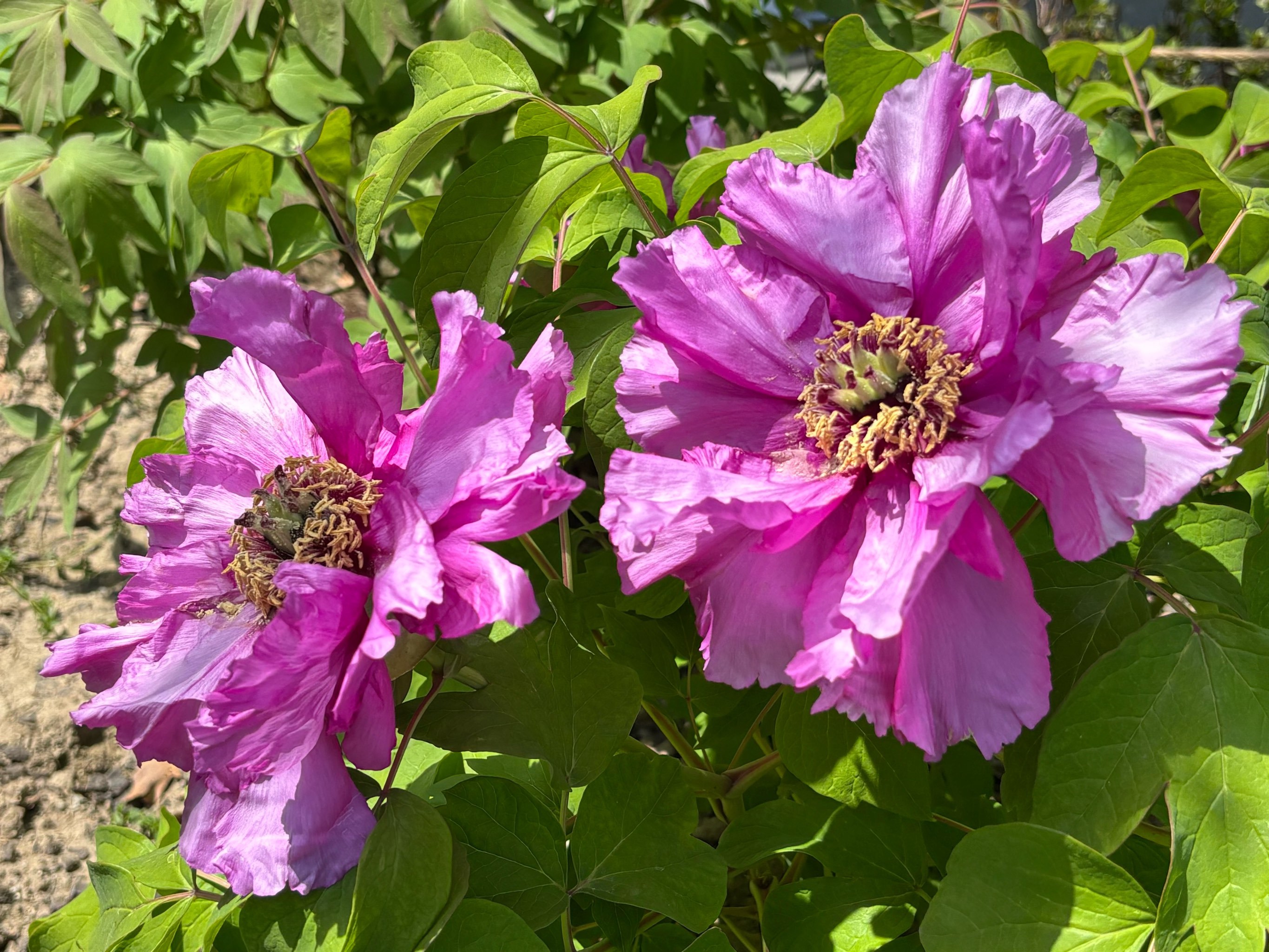 漕溪公园牡丹花展