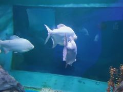-白鹿仓冰雪海洋世界