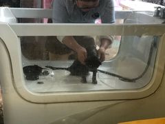 -70cat德文卷毛猫·缅因猫纯种猫舍