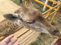 -西霞口神雕山野生动物世界