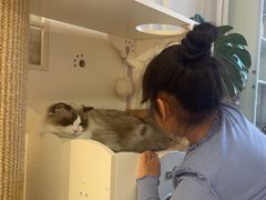 -琪喵猫屋·撸猫猫咖·猫舍