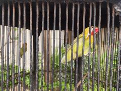 -日惹市凤凰翰悦阁酒店