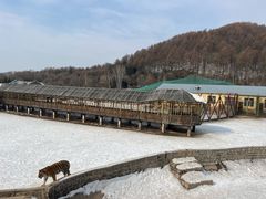 -横道河子东北虎林园