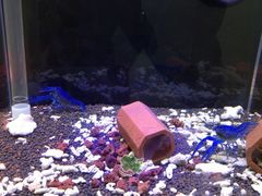 蓝色龙虾-上海大自然野生昆虫馆