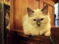 -猫色咖啡·猫咖