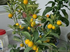 -中环花鸟鱼虫市场